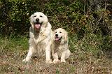 GOLDEN RETRIEVER 1109